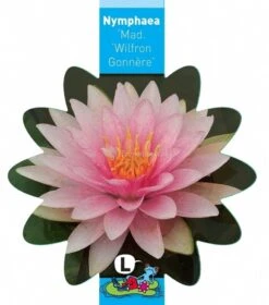 Roze Waterlelie (Nymphaea Madame Wilfron Gonnère) Waterlelie 7 Roze Waterlelie (Nymphaea Madame Wilfron Gonnère) Waterlelie -Oases Winkel roze waterlelie nymphaea madame wilfron gonnere waterlelie 3 0 795x900