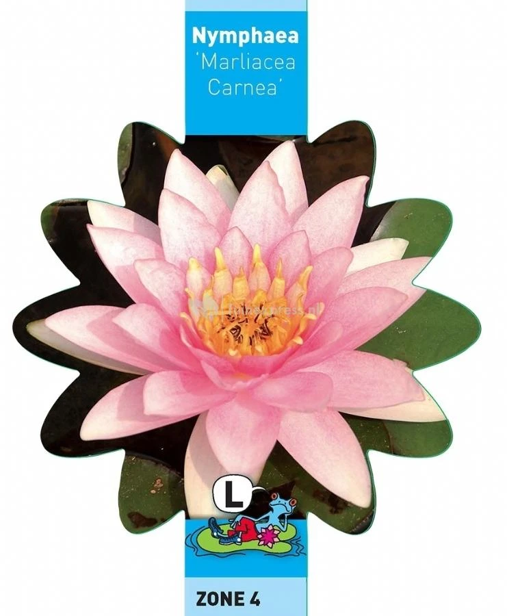 Roze Waterlelie (Nymphaea Marliacea Carnea) Waterlelie 5 Roze Waterlelie (Nymphaea Marliacea Carnea) Waterlelie - Afbeelding 3