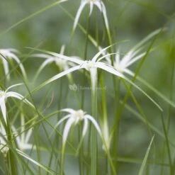 Sterrengras (Dichromena Colorata) Moerasplant