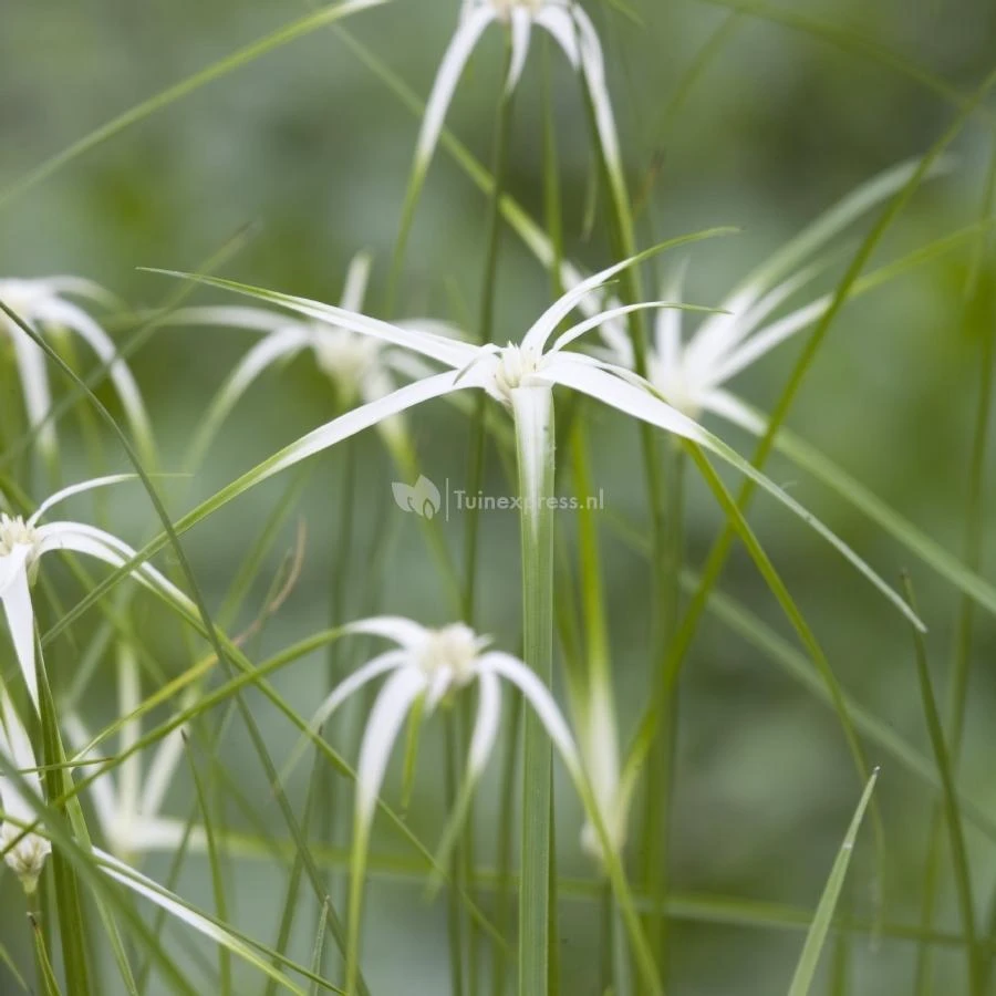 Sterrengras (Dichromena Colorata) Moerasplant 3 Sterrengras (Dichromena Colorata) Moerasplant