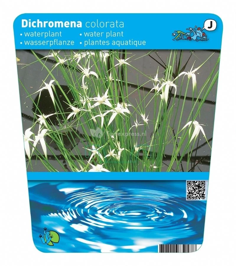 Sterrengras (Dichromena Colorata) Moerasplant 4 Sterrengras (Dichromena Colorata) Moerasplant - Afbeelding 2