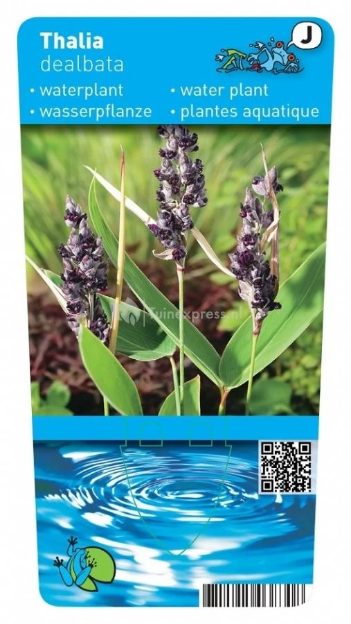 Thalia (Thalia Dealbata) Moerasplant 4 Thalia (Thalia Dealbata) Moerasplant - Afbeelding 2