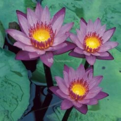 Nieuwe Producten 23 Tropische Blauwe Waterlelie (Nymphaea King Of The Blues) Waterlelie