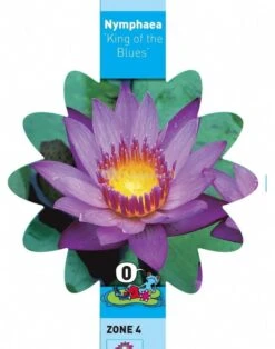 Tropische Blauwe Waterlelie (Nymphaea King Of The Blues) Waterlelie -Oases Winkel tropische blauwe waterlelie nymphaea king of the blues waterlelie 3 0 709x900