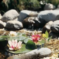 Voorgevormde Vijver PE 750 5 Voorgevormde Vijver PE 750 -Oases Winkel v750 voorgevormde vijver 36769 1 0 907x899