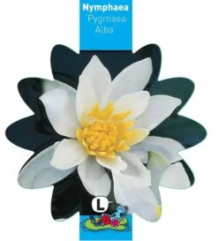 Witte Dwergwaterlelie (Nymphaea Pygmea Alba) Waterlelie 7 Witte Dwergwaterlelie (Nymphaea Pygmea Alba) Waterlelie -Oases Winkel witte dwergwaterlelie nymphaea pygmea alba waterlelie 3 0 815x900