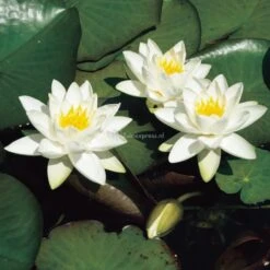 Nieuwe Producten 17 Witte Dwergwaterlelie (Nymphaea Tetragona) Waterlelie