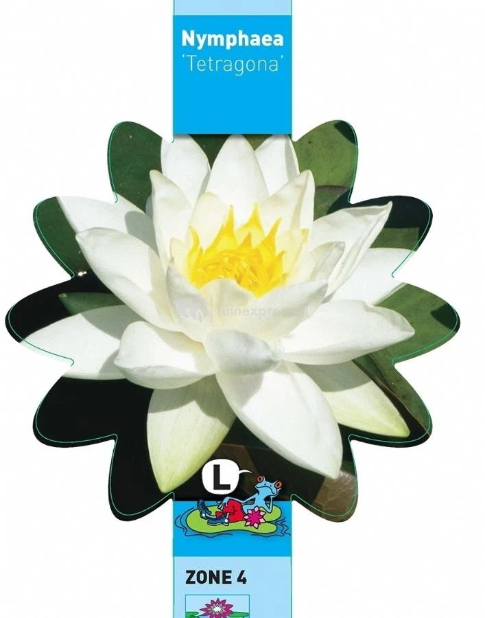 Witte Dwergwaterlelie (Nymphaea Tetragona) Waterlelie 5 Witte Dwergwaterlelie (Nymphaea Tetragona) Waterlelie - Afbeelding 3