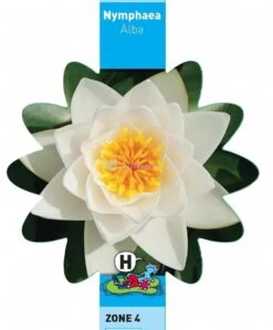 Witte Waterlelie (Nymphaea Alba) Waterlelie -Oases Winkel witte waterlelie nymphaea alba waterlelie 3 0 744x900