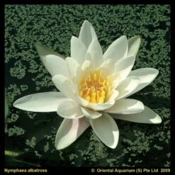 Voorwaarden 17 Witte Waterlelie (Nymphaea Albatros) Waterlelie