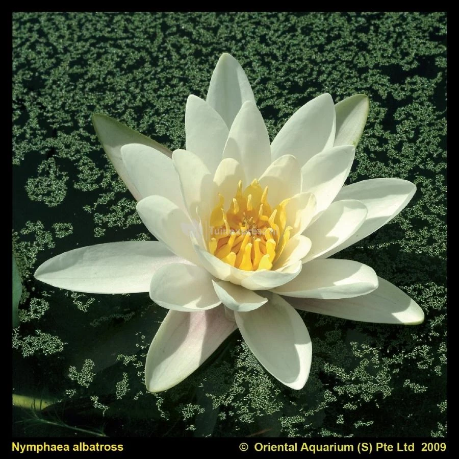 Witte Waterlelie (Nymphaea Albatros) Waterlelie