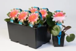 Oases Winkel 17 Oases Winkel -Oases Winkel witte waterlelie nymphaea albatros waterlelie 2 0 900x600