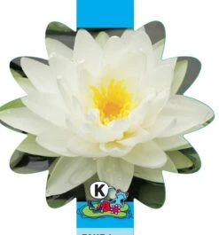 Witte Waterlelie (Nymphaea Albatros) Waterlelie 7 Witte Waterlelie (Nymphaea Albatros) Waterlelie -Oases Winkel witte waterlelie nymphaea albatros waterlelie 3 0 831x893