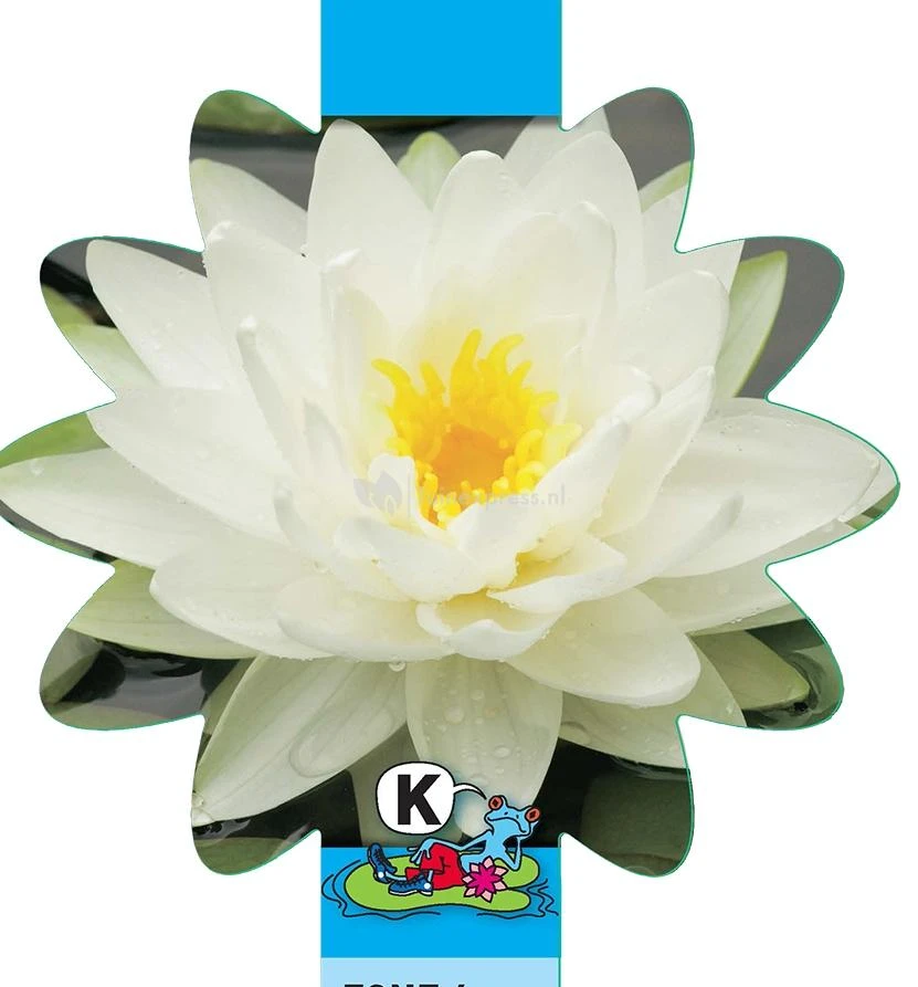 Witte Waterlelie (Nymphaea Albatros) Waterlelie 5 Witte Waterlelie (Nymphaea Albatros) Waterlelie - Afbeelding 3