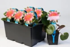 Oases Winkel 15 Oases Winkel -Oases Winkel witte waterlelie nymphaea gladstoniana waterlelie 2 0 900x600