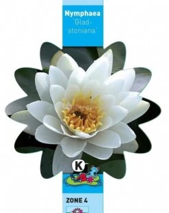 Witte Waterlelie (Nymphaea Gladstoniana) Waterlelie 7 Witte Waterlelie (Nymphaea Gladstoniana) Waterlelie -Oases Winkel witte waterlelie nymphaea gladstoniana waterlelie 3 0 712x900