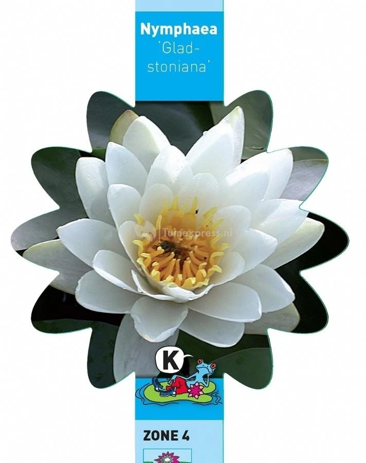 Witte Waterlelie (Nymphaea Gladstoniana) Waterlelie 5 Witte Waterlelie (Nymphaea Gladstoniana) Waterlelie - Afbeelding 3