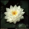 Witte Waterlelie (Nymphaea Gonnere) Waterlelie 2 Witte Waterlelie (Nymphaea Gonnere) Waterlelie -Oases Winkel witte waterlelie nymphaea gonnere waterlelie 1 0 899x900