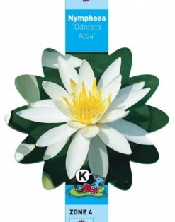 Witte Waterlelie (Nymphaea Odorata Alba) Waterlelie 7 Witte Waterlelie (Nymphaea Odorata Alba) Waterlelie -Oases Winkel witte waterlelie nymphaea odorata alba waterlelie 3 0 709x900