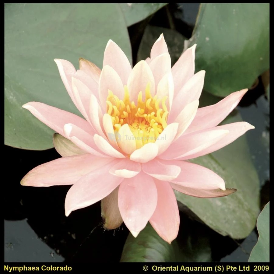 Zalmroze Waterlelie (Nymphaea Colorado) Waterlelie 3 Zalmroze Waterlelie (Nymphaea Colorado) Waterlelie