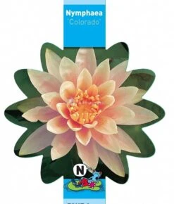 Zalmroze Waterlelie (Nymphaea Colorado) Waterlelie 7 Zalmroze Waterlelie (Nymphaea Colorado) Waterlelie -Oases Winkel zalmroze waterlelie nymphaea colorado waterlelie 3 0 767x900