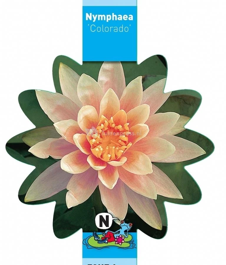 Zalmroze Waterlelie (Nymphaea Colorado) Waterlelie 5 Zalmroze Waterlelie (Nymphaea Colorado) Waterlelie - Afbeelding 3