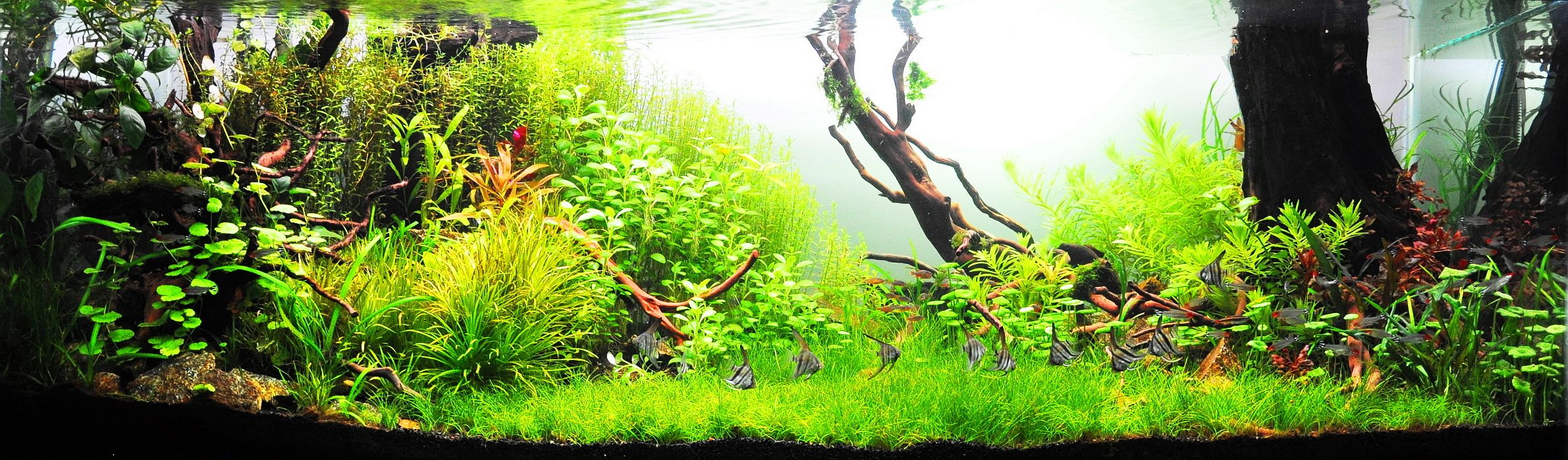 Voorwaarden -Oases Winkel 476b98e89df43abb27c1b230b693be46 1